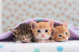 Three Cuties